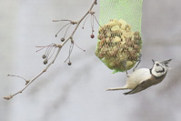 Lophophanes cristatus